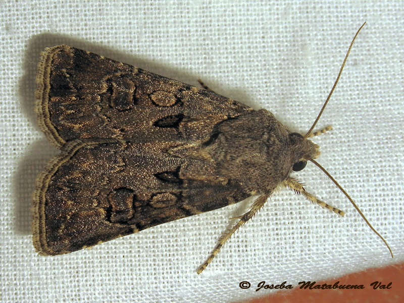 Noctuidae a determinar 3 - Argrotis bigramma